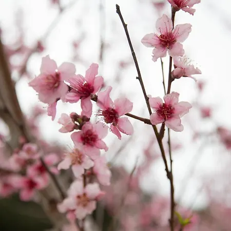 Elizabeth By Antigone