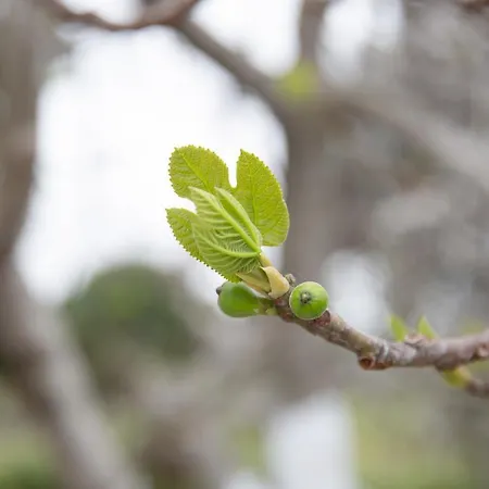 Elizabeth By Antigone Halikúnasz